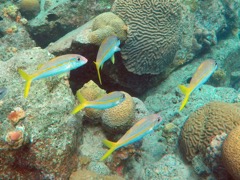 Yellowtail Snappers juvenile (8